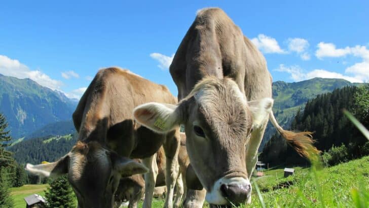 13 Animals That Can Sense Natural Disasters Before Humans