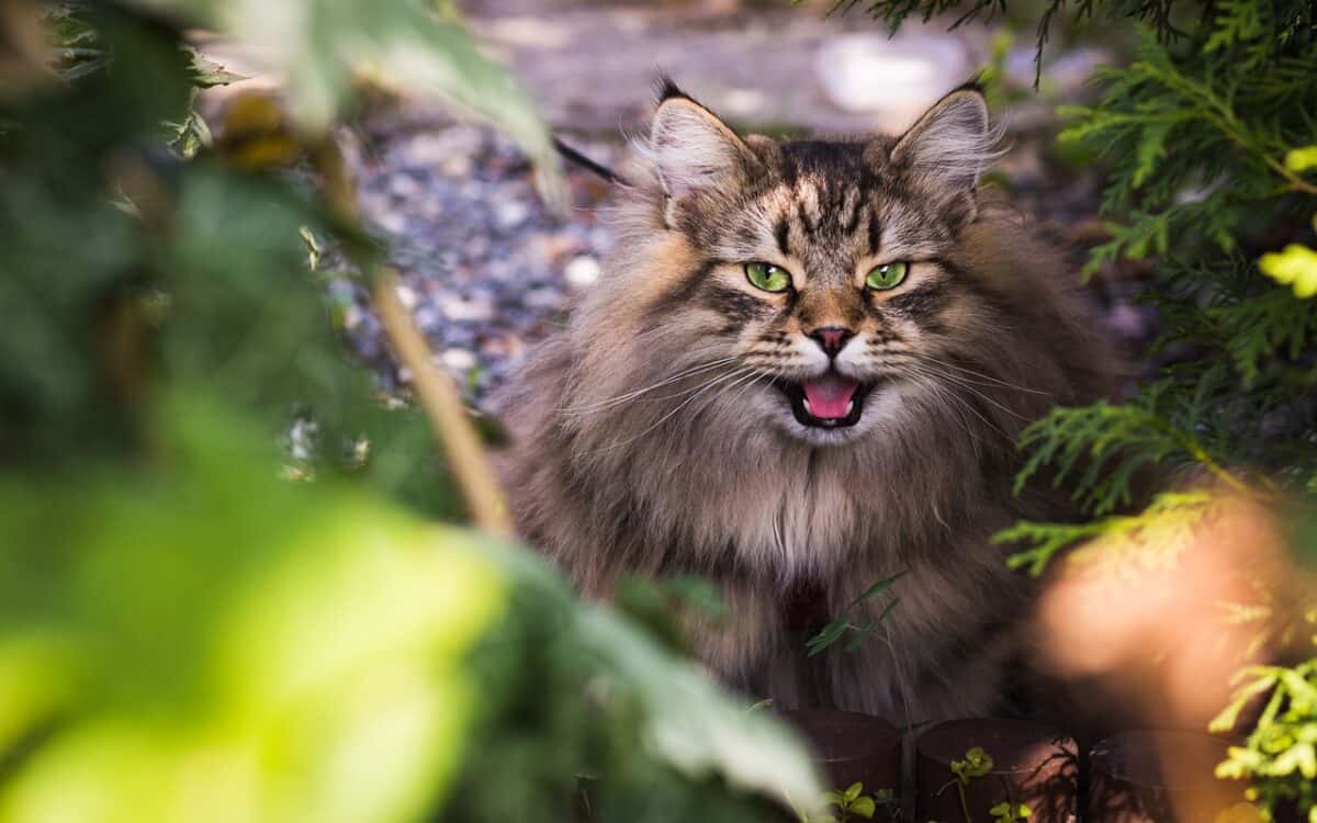 siberian cat, cat, pet, feline, animal, fur, kitty, outdoors, domestic, domestic cat, cat portrait, animal world, siberian cat, nature, cat, cat, cat, cat, cat