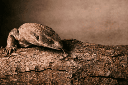 Why Lizards Flick Their Tongues&mdash;A Scientific Breakdown