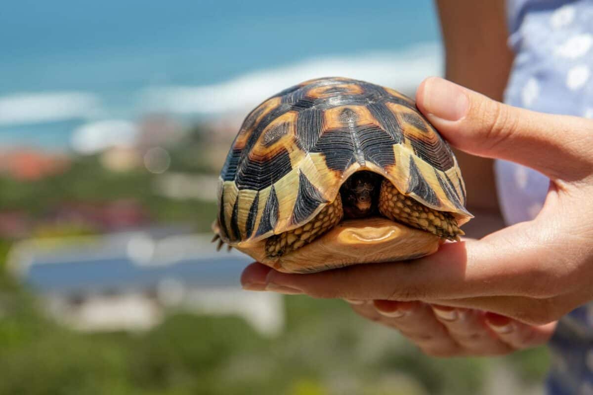 A tortoise being gently held in hands, captured outdoors with ocean in the background.