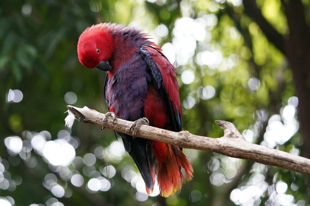 eclectus parrot, bird, perched, nuri bayan, animal, feathers, plumage, beak, bill, bird watching, ornithology, animal world, nature, wildlife, eclectus parrot, eclectus parrot, eclectus parrot, eclectus parrot, eclectus parrot