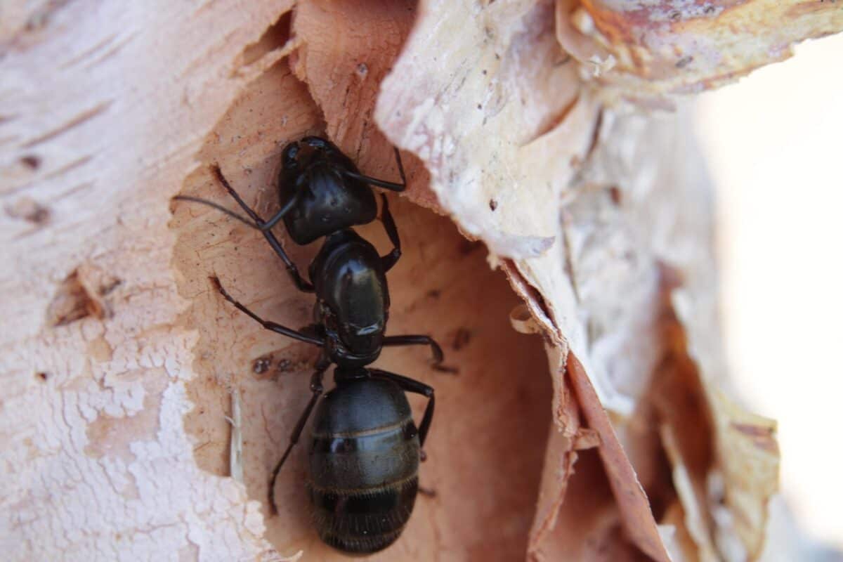 ant, insect, bug, entomology, macro, ant, ant, ant, ant, ant