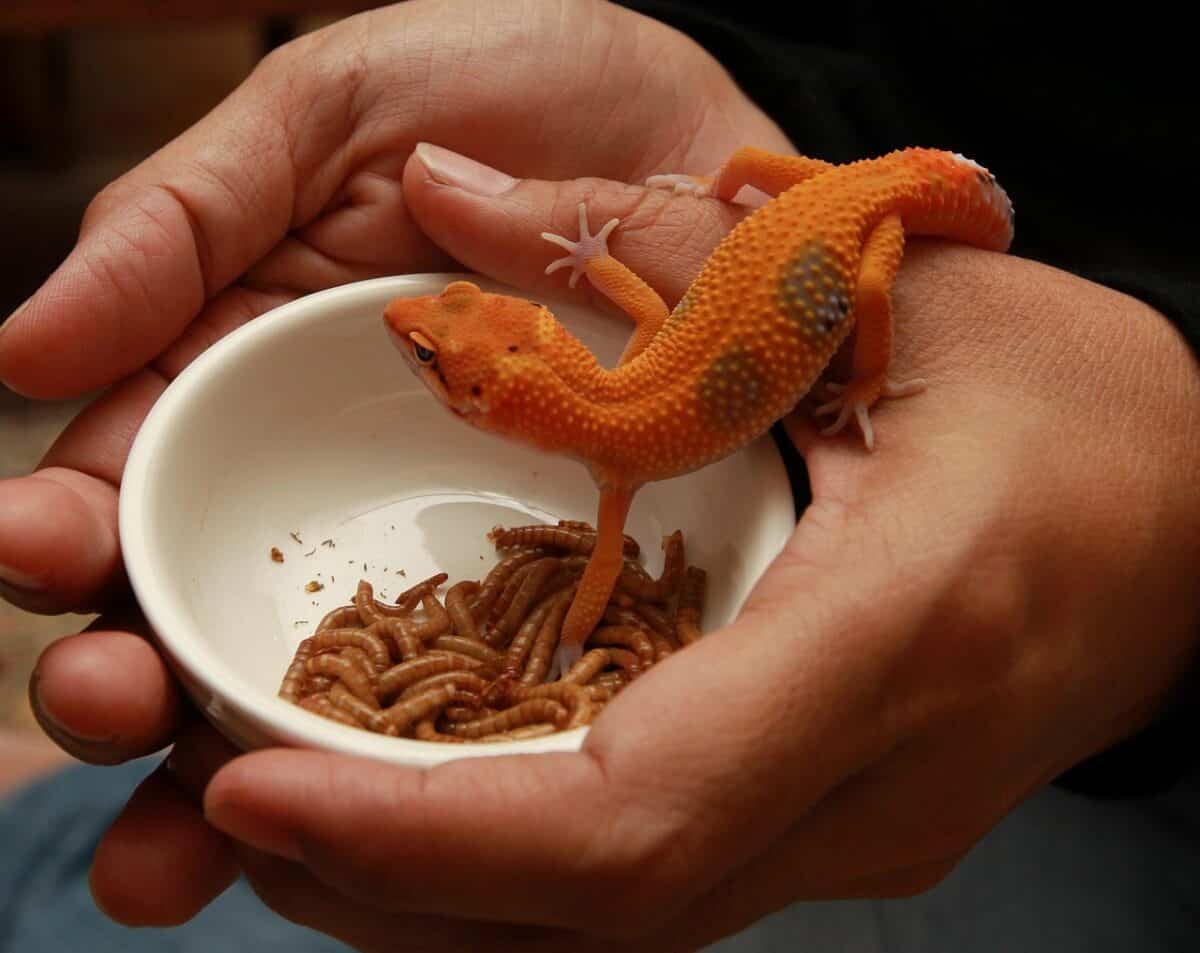 lizard, pet, reptile, gecko, close, gecko, gecko, gecko, gecko, gecko