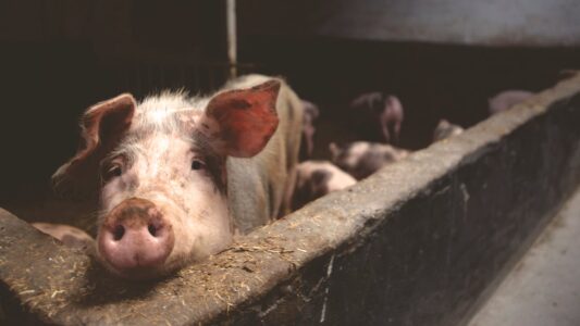 Devon Farm Footage Ignites Calls to Ban Restrictive Gestation Crates