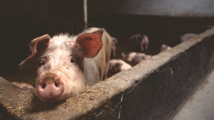 Devon Farm Footage Ignites Calls to Ban Restrictive Gestation Crates