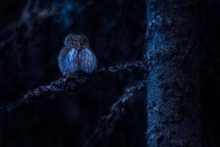 What Makes Owls the Silent Predators of the Night?