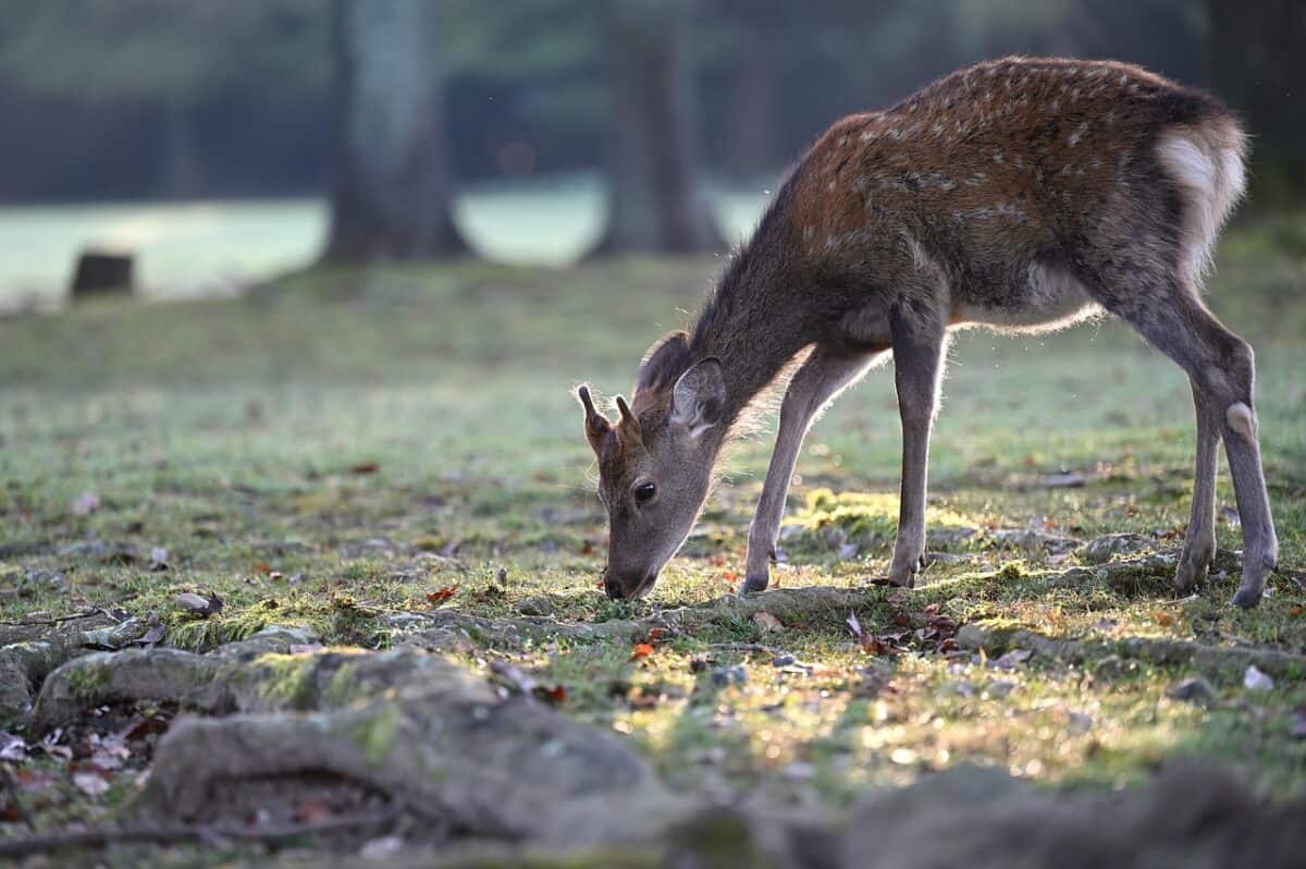 animal, deer, mammal, species, nature, fauna, wildlife, deer, deer, deer, deer, deer