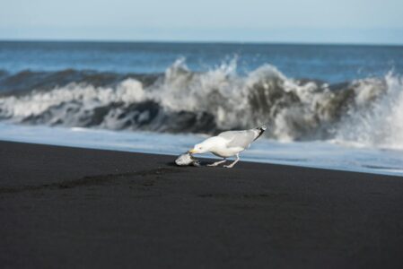 Why This Bird Can Navigate 6,000 Miles Without Getting Lost