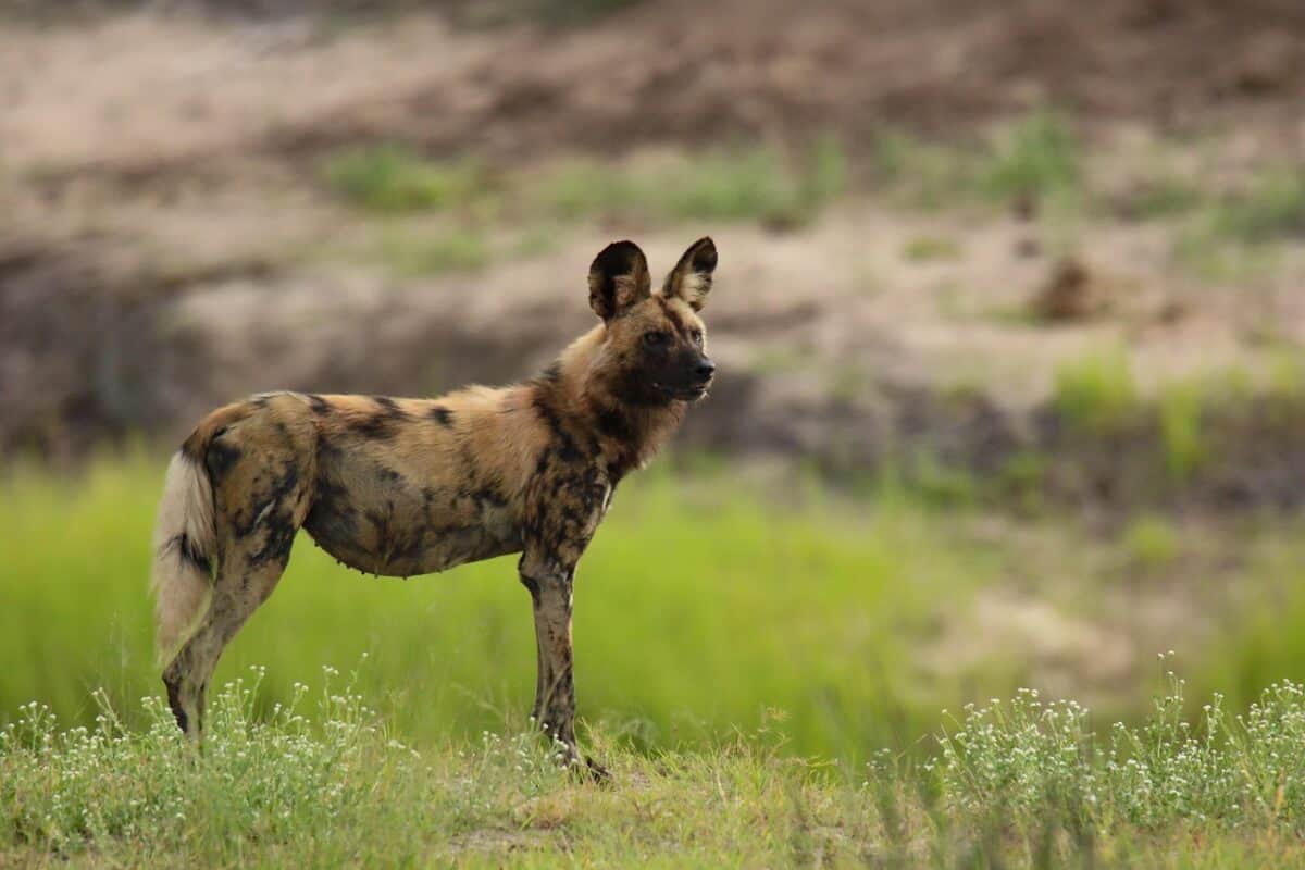 animal, mammal, predator, animals in the wild, safari, nature photography, wilderness, africa, meadow, nature, wild dog, wild dog, wild dog, wild dog, wild dog, wild dog