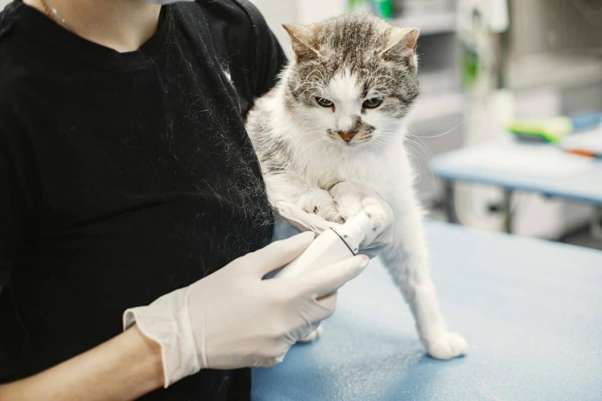 A white cat being examined by a veterinarian wearing surgical gloves in a clinic.