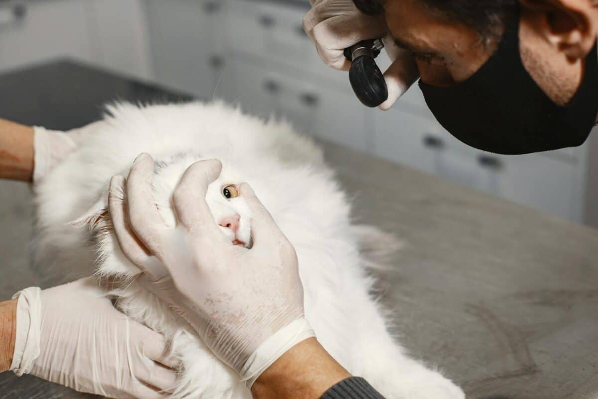A veterinarian checking a white Turkish Angora cat's eye in a clinic setting.