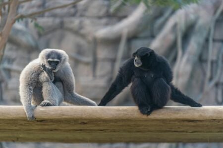 The Most Loyal Animal Pairs in the Wild