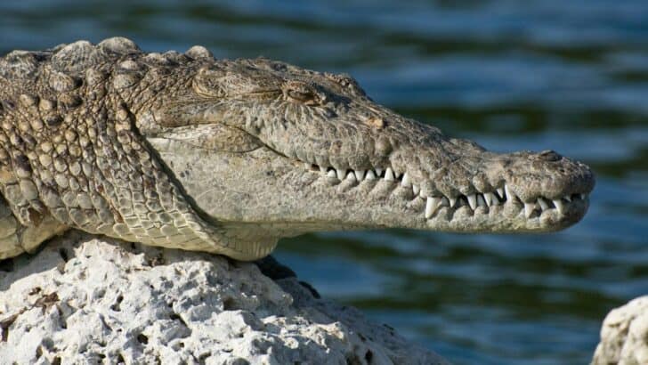 Crocs Haven&rsquo;t Changed in 80M Years