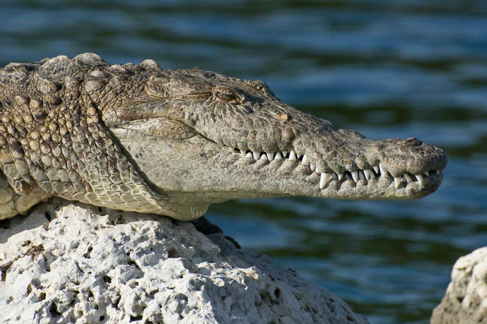 Close-up of a crocodile basking on a rock by the water in natural habitat.