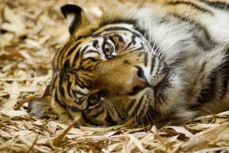 The Tigers of Sundarbans Are Learning to Swim for Survival
