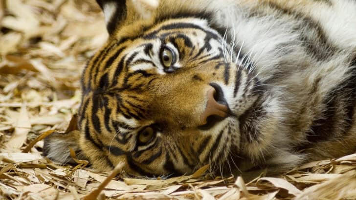 The Tigers of Sundarbans Are Learning to Swim for Survival
