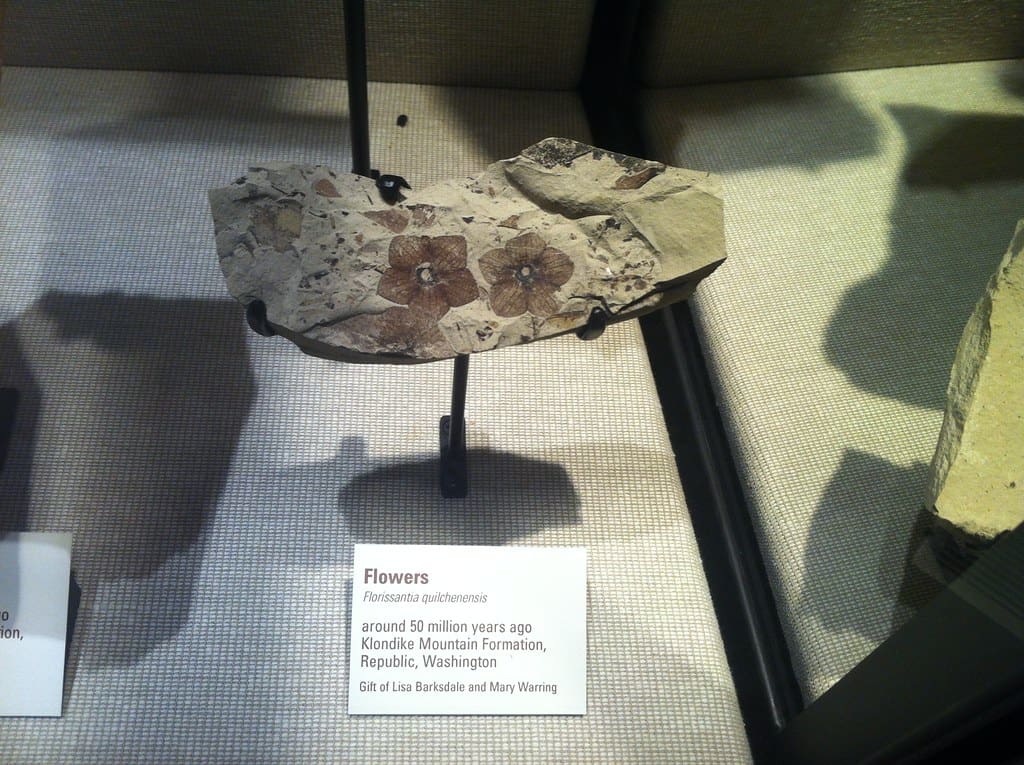 Fossil flower