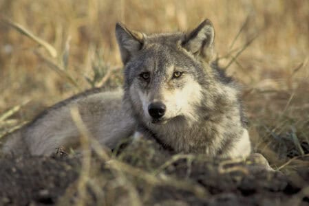 The Wolves of Yellowstone: A Comeback Story