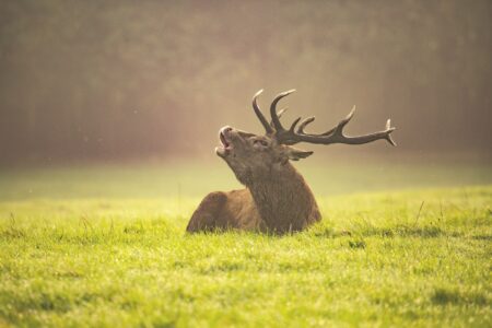 Moose Mating Rituals: How Males Compete for Female Attention