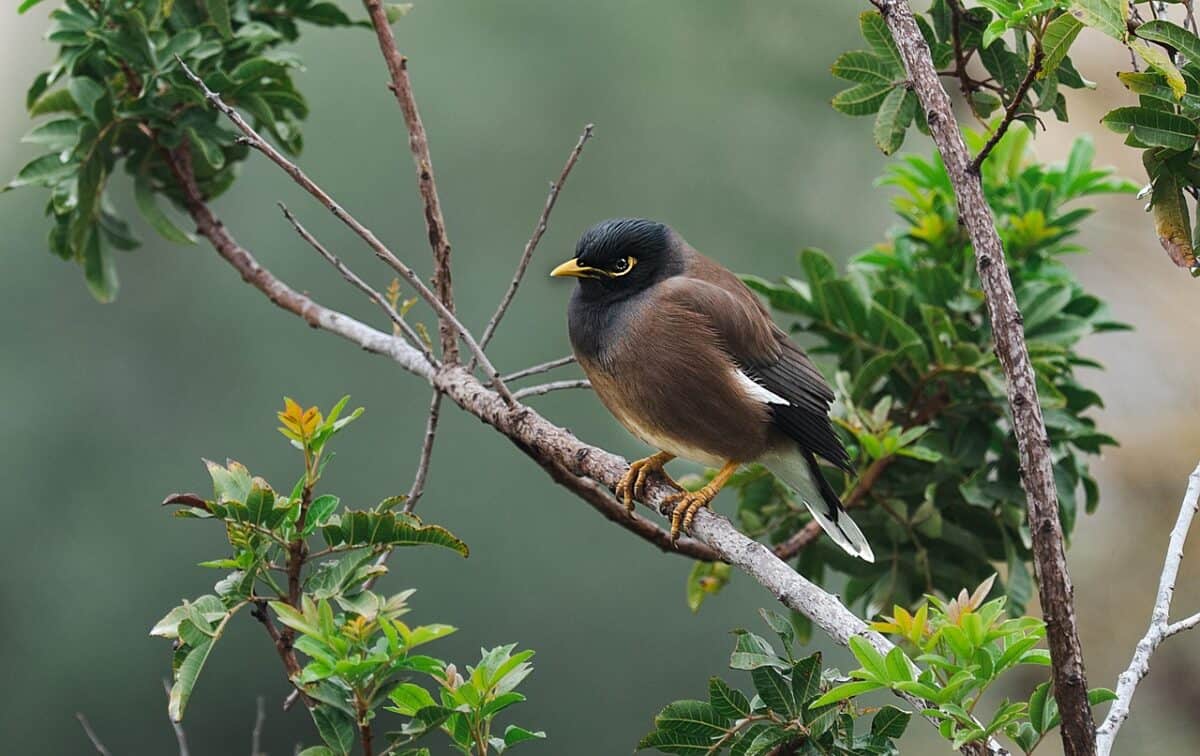 indian myna, common myna, myna, bird, nature, animal, avian, ornithology, wildlife, indian myna, common myna, common myna, myna, myna, myna, myna, myna