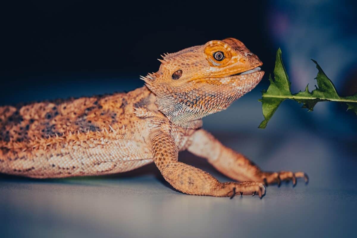 reptile, bearded dragon, lizard, wildlife, animal, nature, species, bearded dragon, bearded dragon, bearded dragon, bearded dragon, bearded dragon