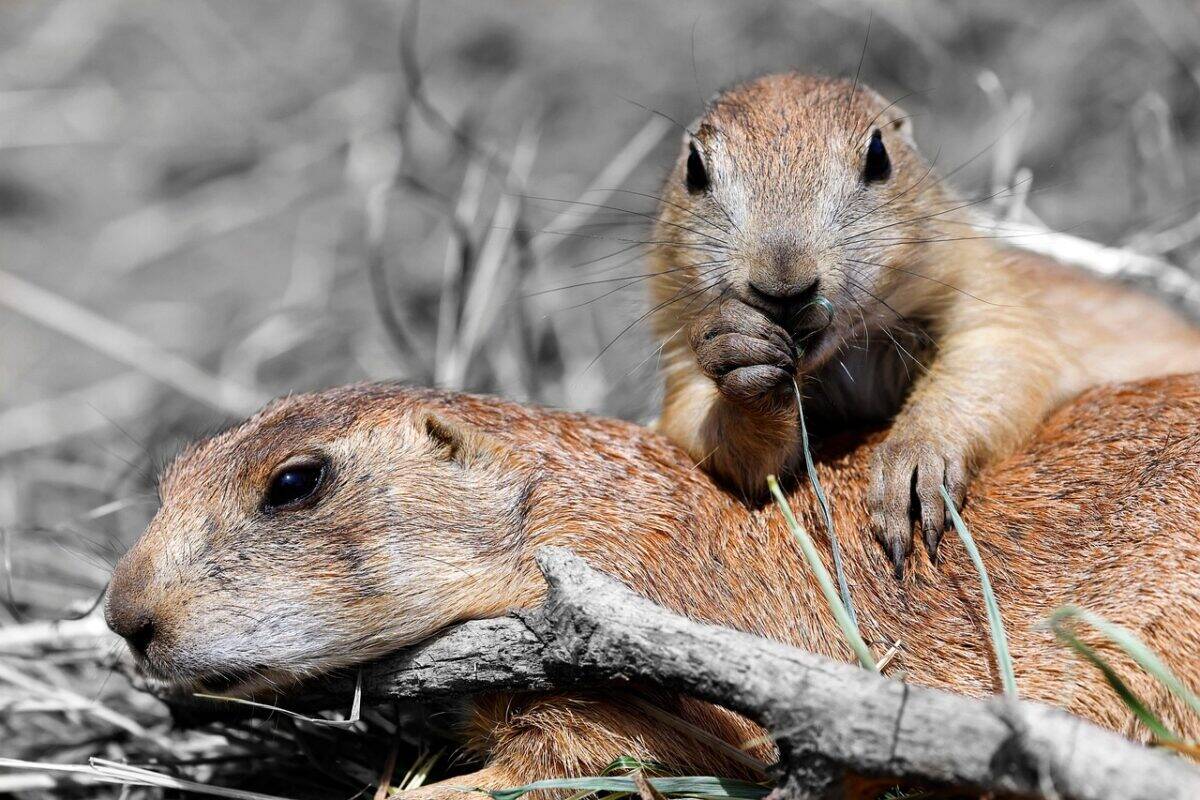 black-tailed prairie dog, prairie dog, animal, mammal, rodent, eating, grass, nature, funny, cute, prairie dog, prairie dog, prairie dog, prairie dog, prairie dog