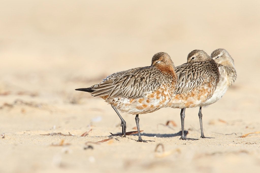 Bar-tailed Godwit 