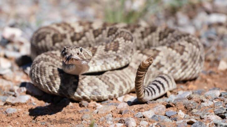 Why Do Rattlesnakes Sunbathe?
