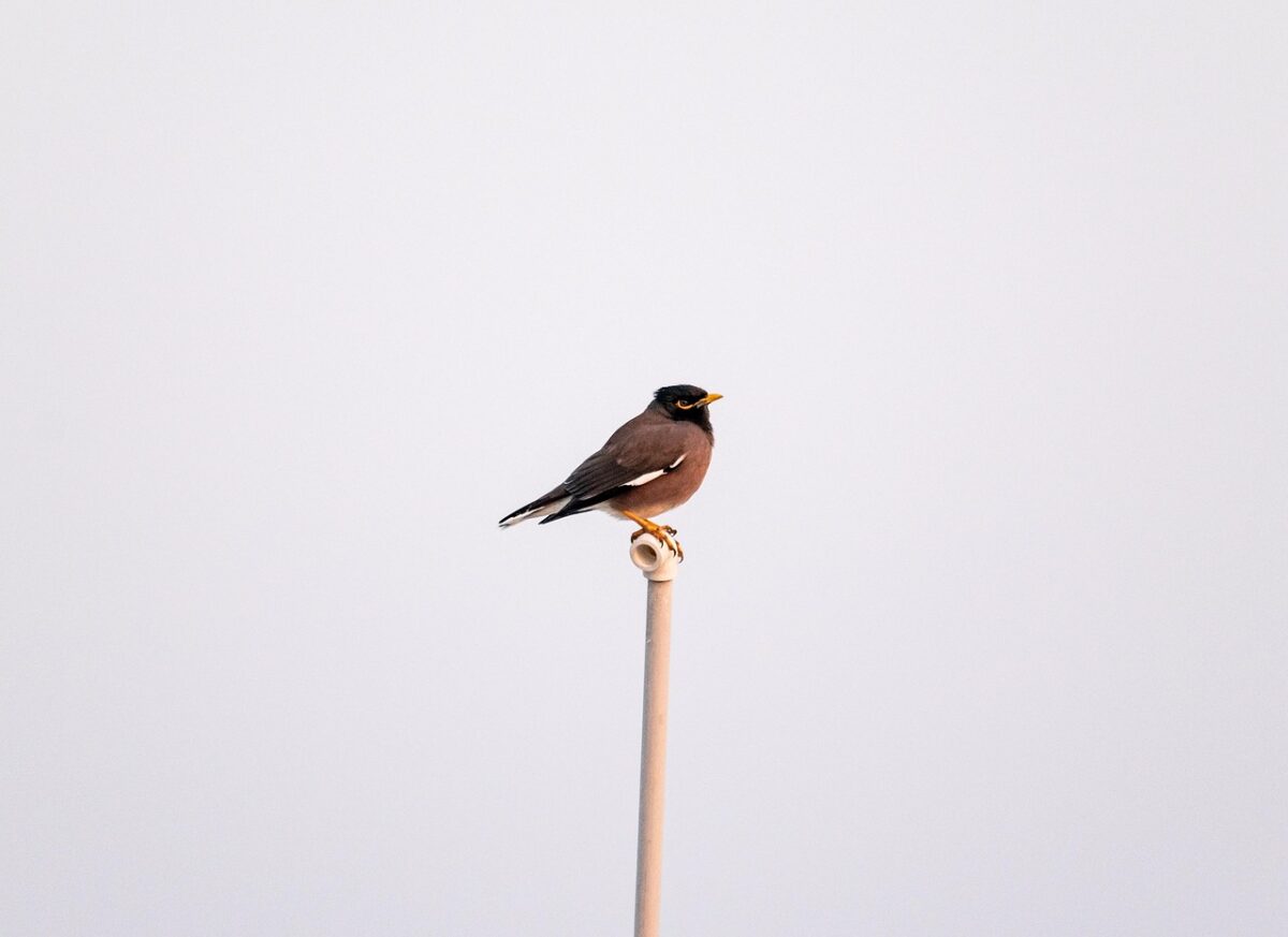 myna, bird, animal, nature, wildlife, ornithology, birdwatching, avian, starling, species, india, myna, myna, myna, myna, myna