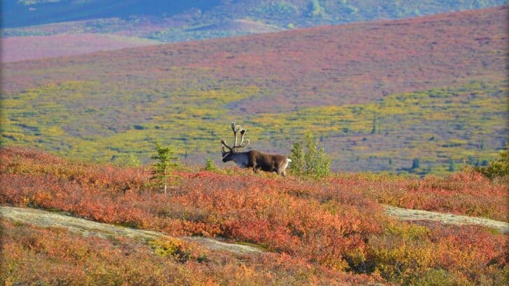 Top 11 National Parks for Wildlife Spotting This Summer