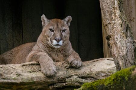 Where to Spot Mountain Lions in the Wild—If You Dare