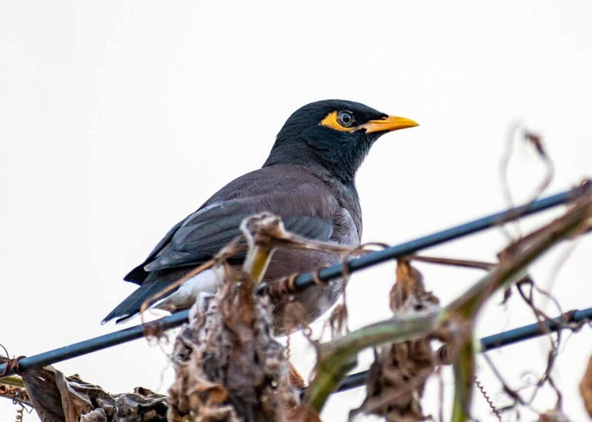 bird, myna, mynah, common myna, indian myna, sturnidae, starlings, outdoor, branch, nature