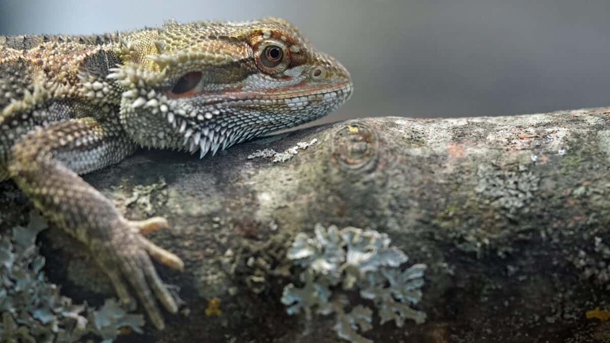bearded dragon, reptile, lizard, dandruff, animal, biodiversity, nature, portrait, animal portrait, bearded dragon, bearded dragon, bearded dragon, bearded dragon, bearded dragon, biodiversity
