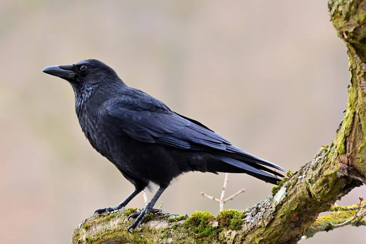 carrion crow, crow, bird, animal, feathers, plumage, sitting, tree, park, nature, crow, crow, crow, crow, crow