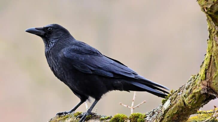 How Crows Recognize Human Faces and Hold Grudges