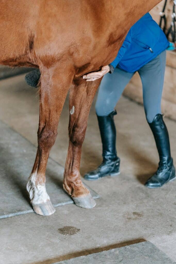 Close-up of a veterinarian examining a horse's leg in a stable setting.