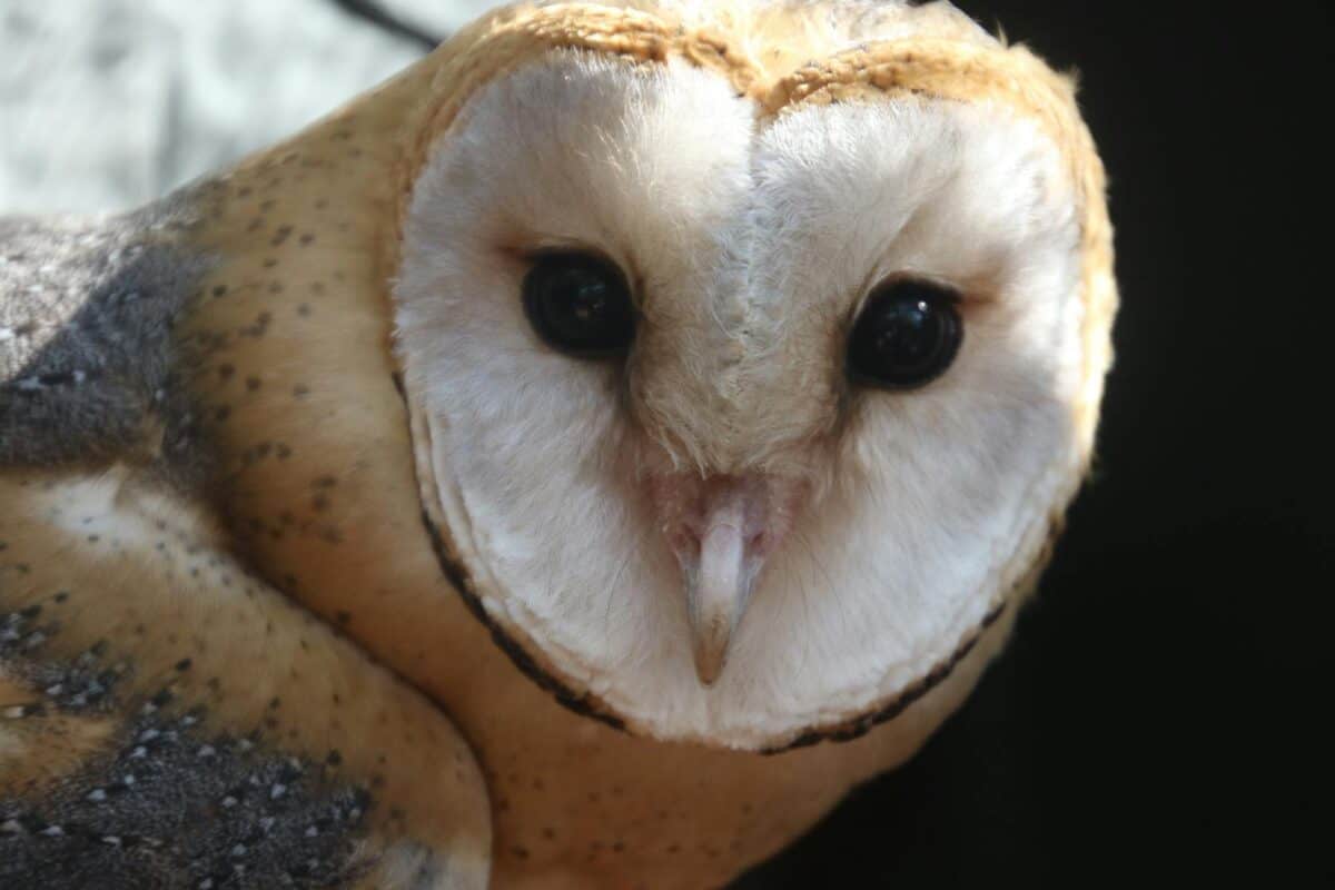 Detailed close-up portrait of a barn owl perched outdoors, showcasing its unique feathers.