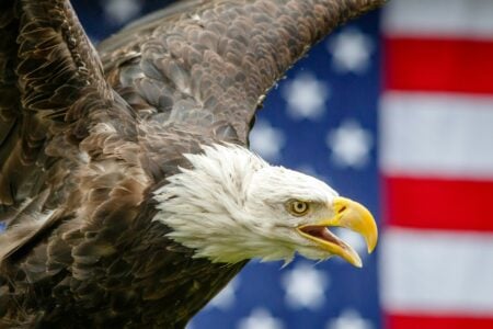 How Bald Eagles Made a Stunning Comeback in America