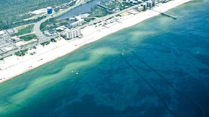 How Gulf Coast Oil Spills Impact Marine Life