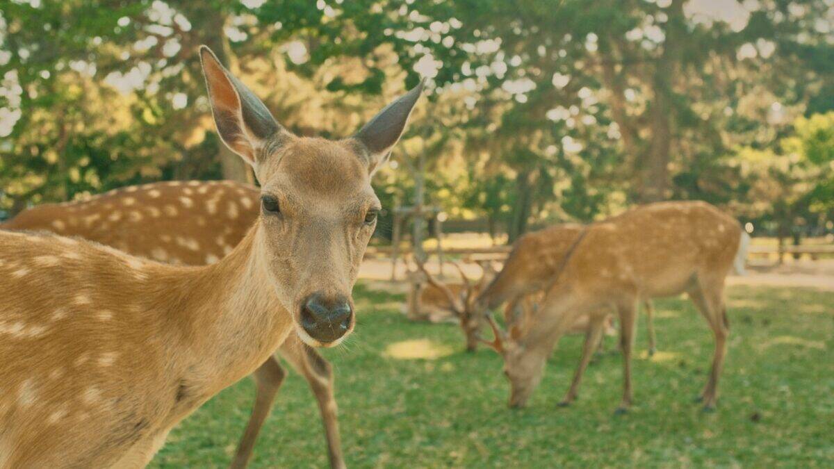 a couple deer in a grassy area
