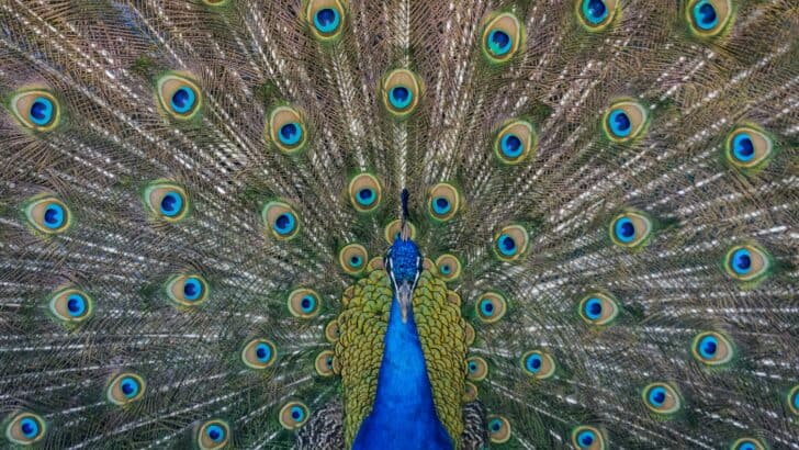 Why Peacocks Are Sacred in Hindu and Greek Stories