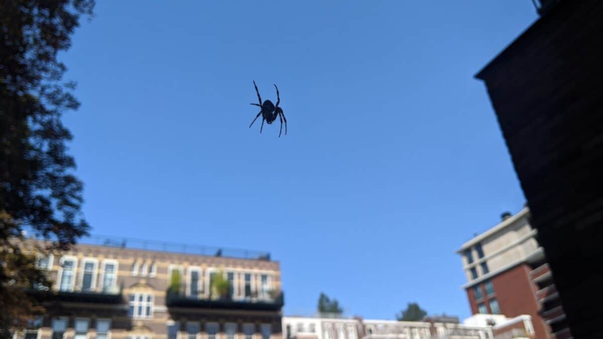 A large spider hanging from the side of a building