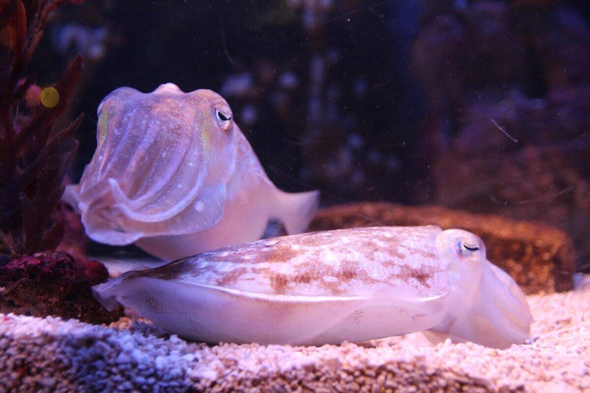 cuttlefish, fish, sea creatures, marine life, ocean, pisces, aquarium, squid, cuttlefish, cuttlefish, cuttlefish, cuttlefish, cuttlefish