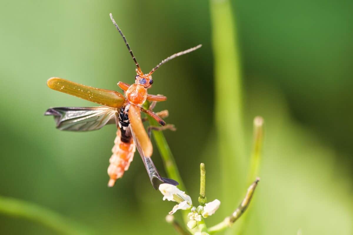insect, beetle, soft beetle, meadow, blossom, bloom, nature, insect, insect, insect, insect, insect, beetle, beetle, bloom