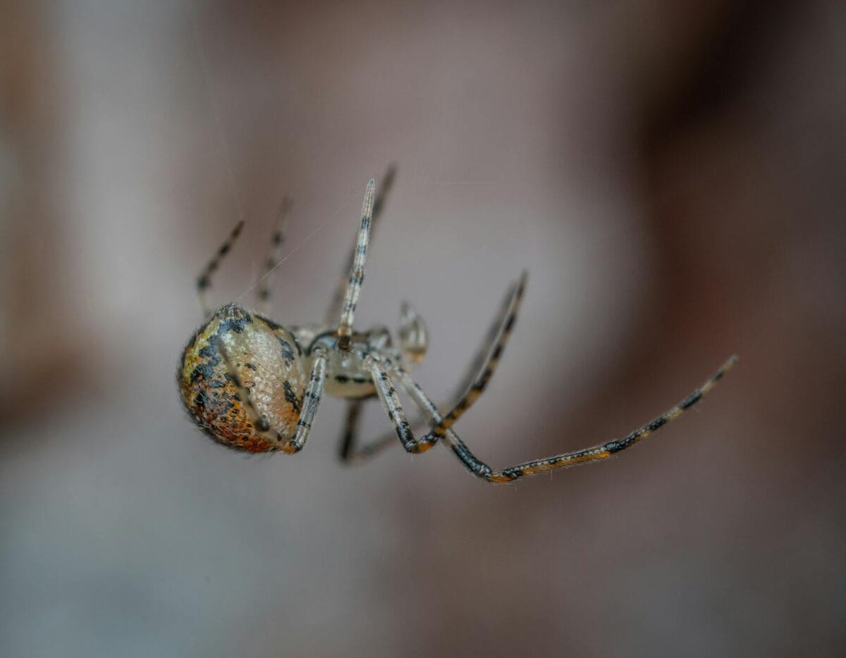 Detailed macro shot of a spider with a blurred background, showcasing its intricate details.