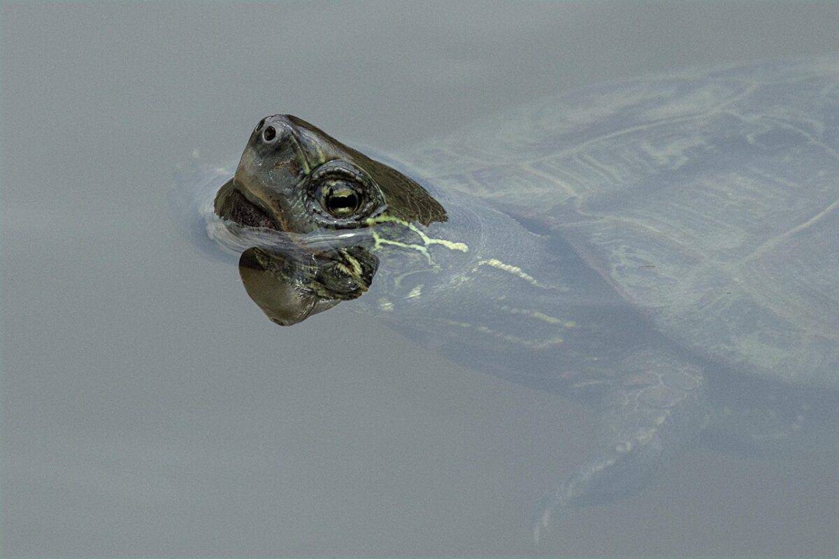 turtle, reptile, animal, pond, head, swim, wildlife, nature, closeup, turtle, turtle, turtle, turtle, turtle, reptile, animal