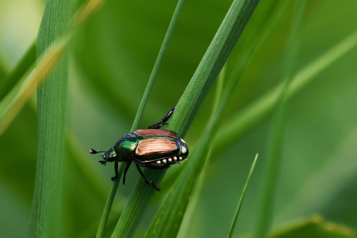japanese beetle, beetle, insect, popillia japonica, bug, scarab, nature, japanese beetle, japanese beetle, japanese beetle, beetle, beetle, beetle, beetle, beetle