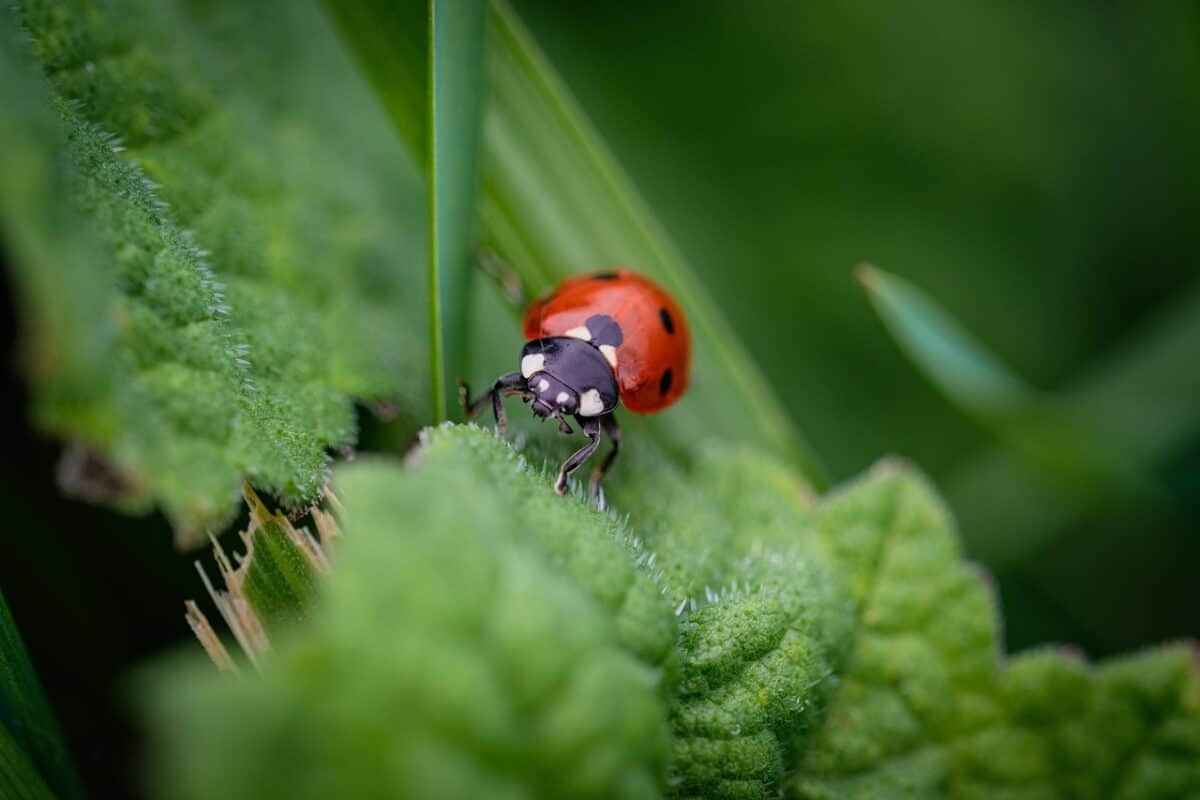 coccinellidae, beetle, insect, macro beetle, red shield, black dots, nature, beetle background, lady bug, lady beetle, beetle, beetle, beetle, beetle, beetle, lady bug