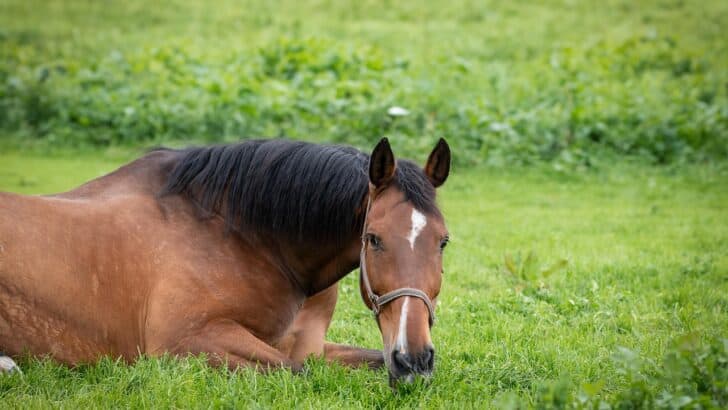 Do Horses Get Jealous? Studies Say Yes