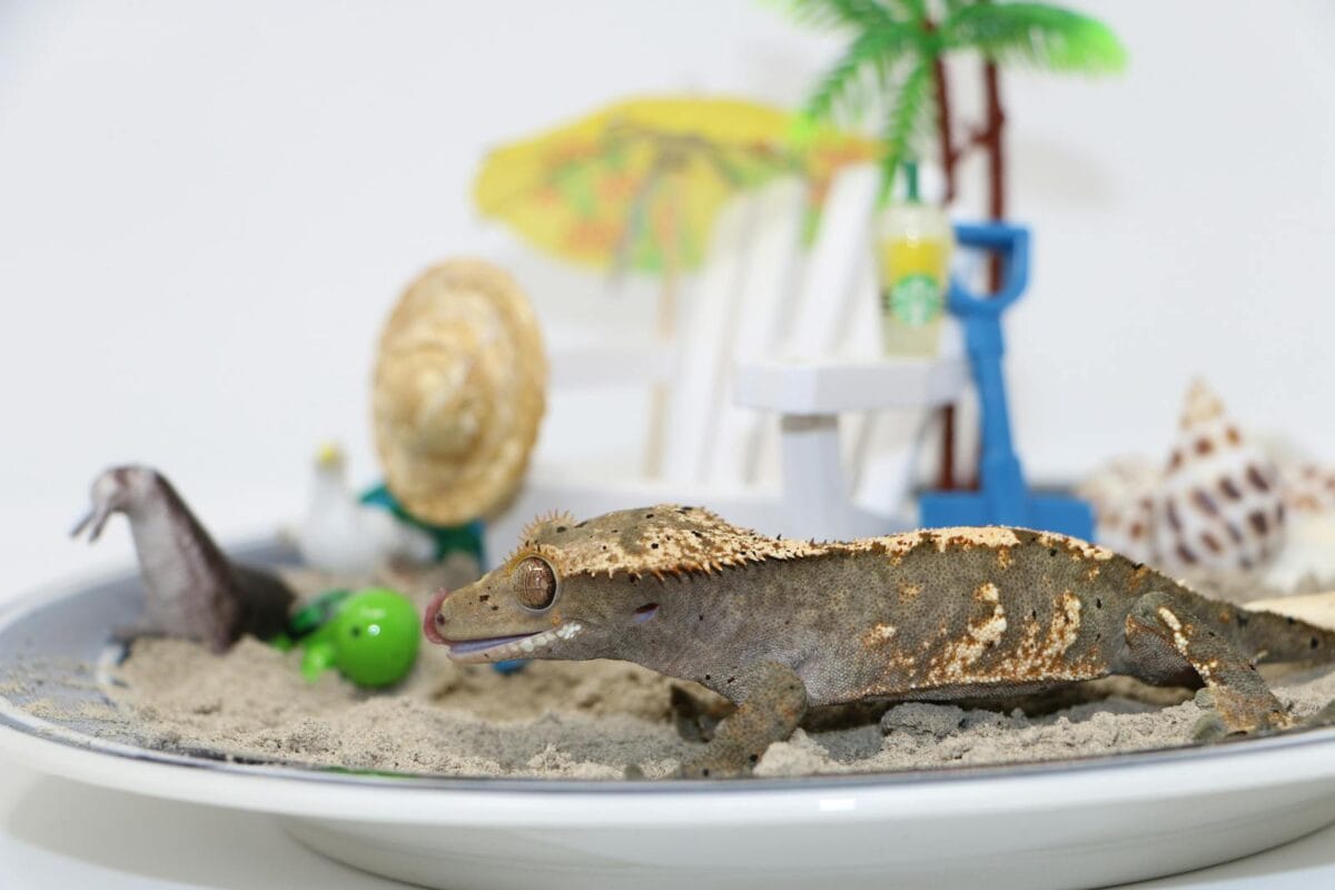 A gecko figurine placed on sand, surrounded by miniature tropical themed objects.